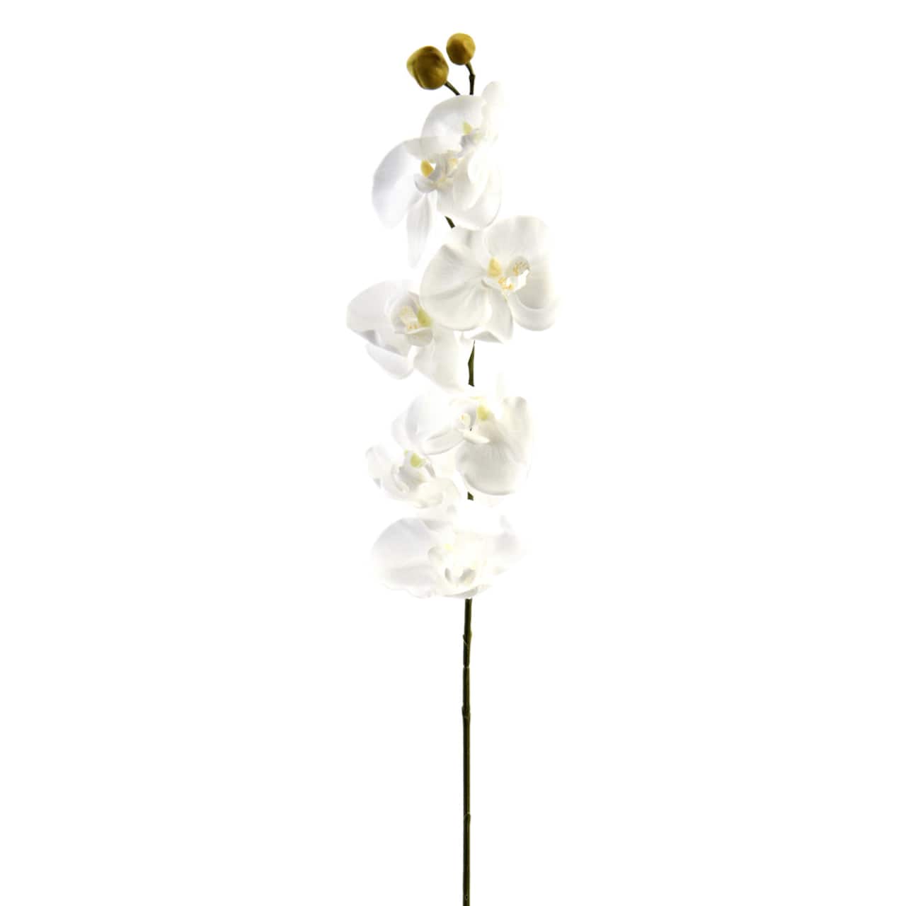 Phaleanopsis Orchid by Ashland&#xAE;